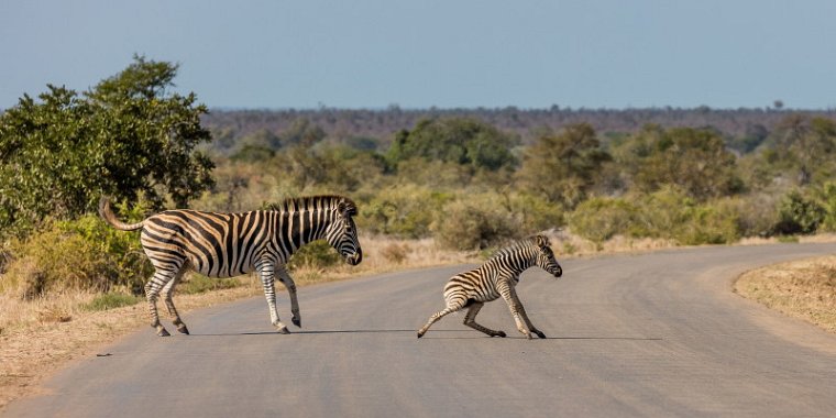 085 Kruger National Park, zebra's.jpg